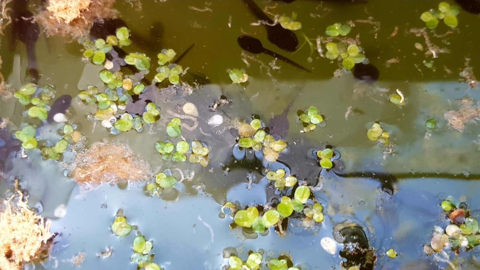 Gardening in April - April's garden blog Gardening-in-April-tadpoles