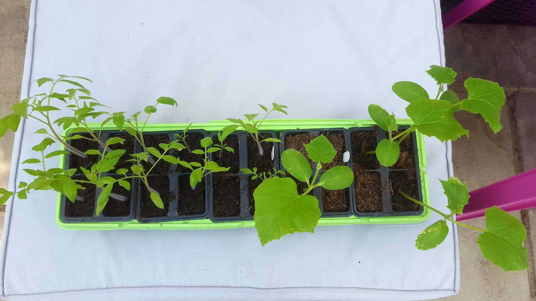 Gardening in April - April's garden blog Gardening-in-April-tomato-cucumber-seedlings