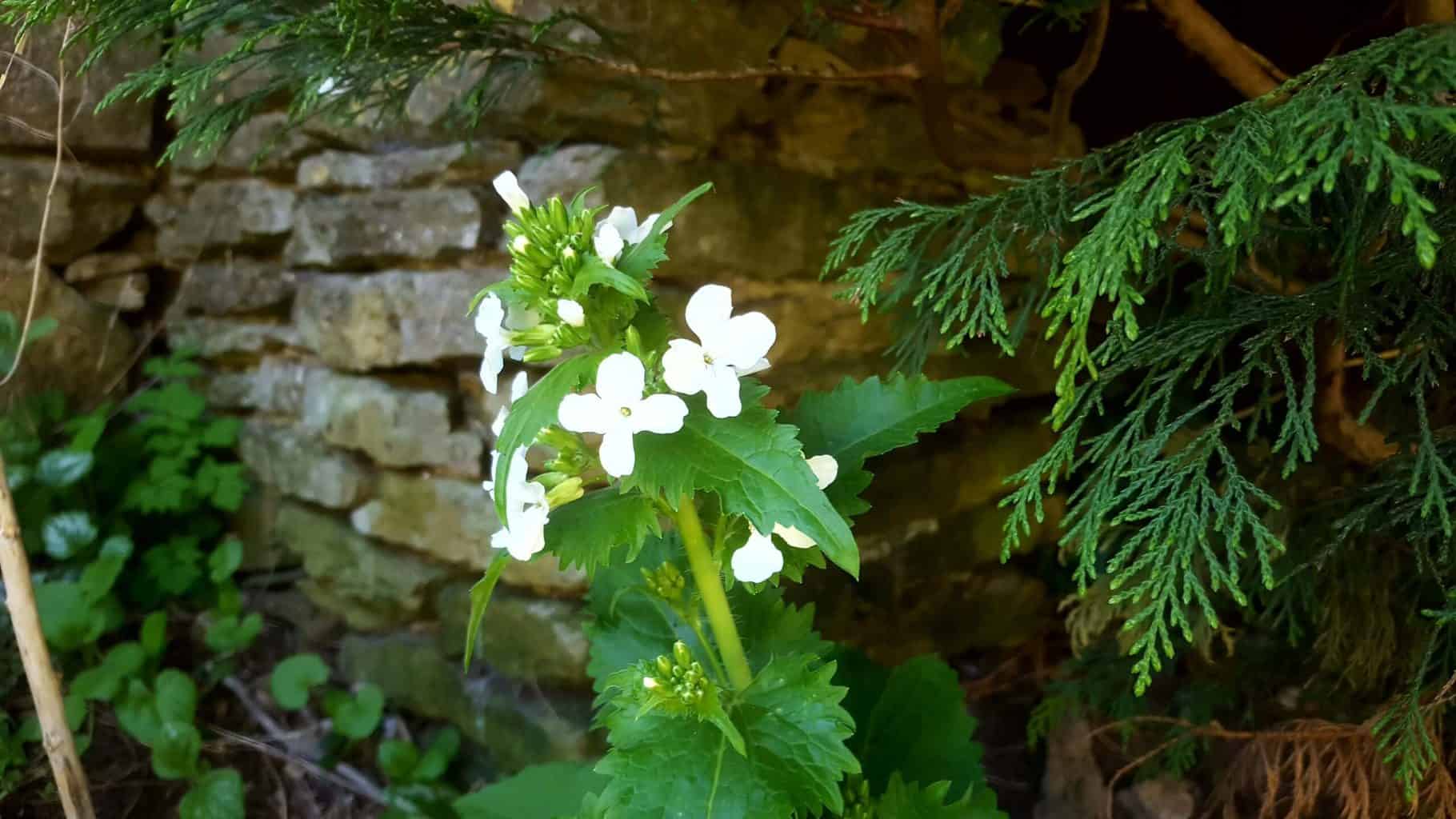 Gardening in April - April's garden blog Gardening-in-April-white-lunaria