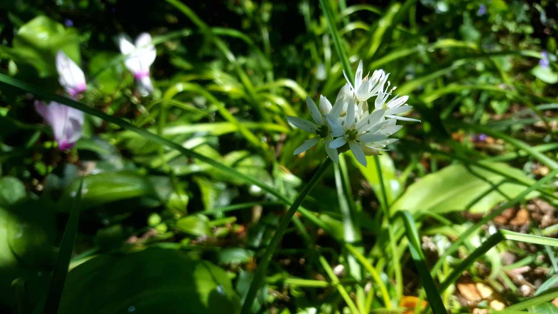 Gardening in April - April's garden blog Gardening-in-April-wild-garlic