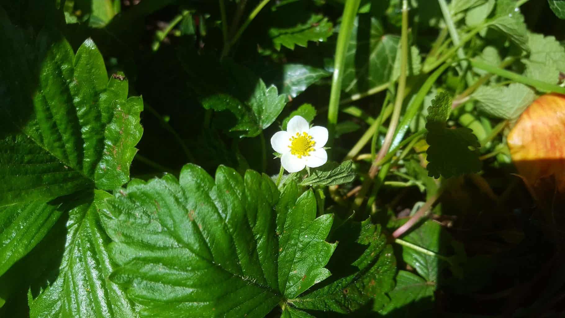 Gardening in April - April's garden blog Gardening-in-April-wild-strawberry
