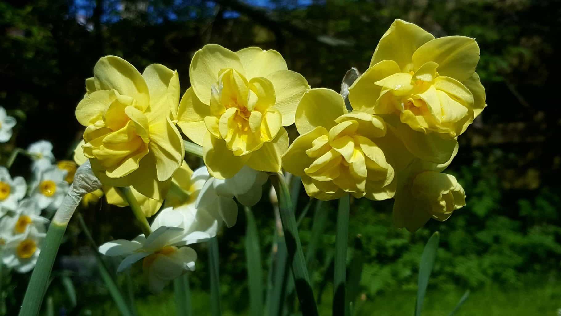 Gardening in April - April's garden blog Gardening-in-April-yellow-narcissi