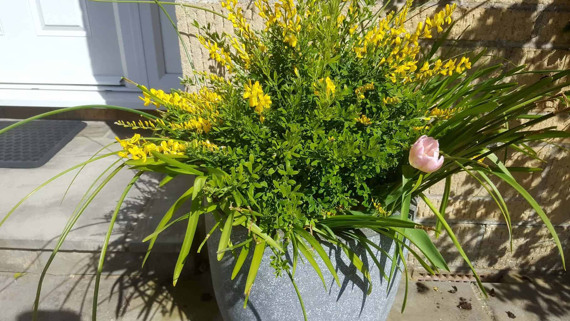 Gardening in April - April's garden blog Gardening-in-April-yellow-pot-plant
