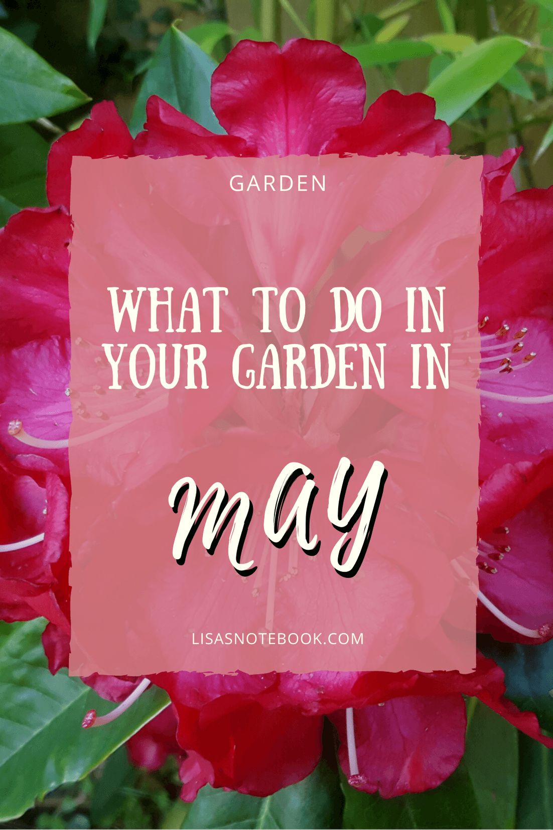 Gardening in May - May's garden blog Gardening-in-May-rhodendron-bloom