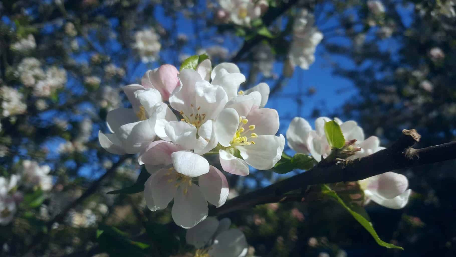 Gardening in May - May's garden blog Gardening-in-May-apple-blossom