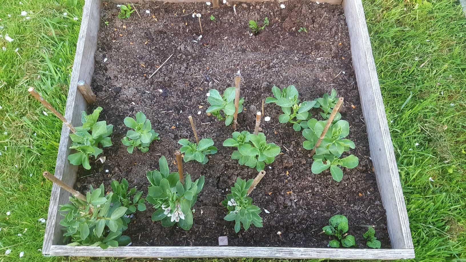 Gardening in May - May's garden blog Gardening-in-May-broad-beans