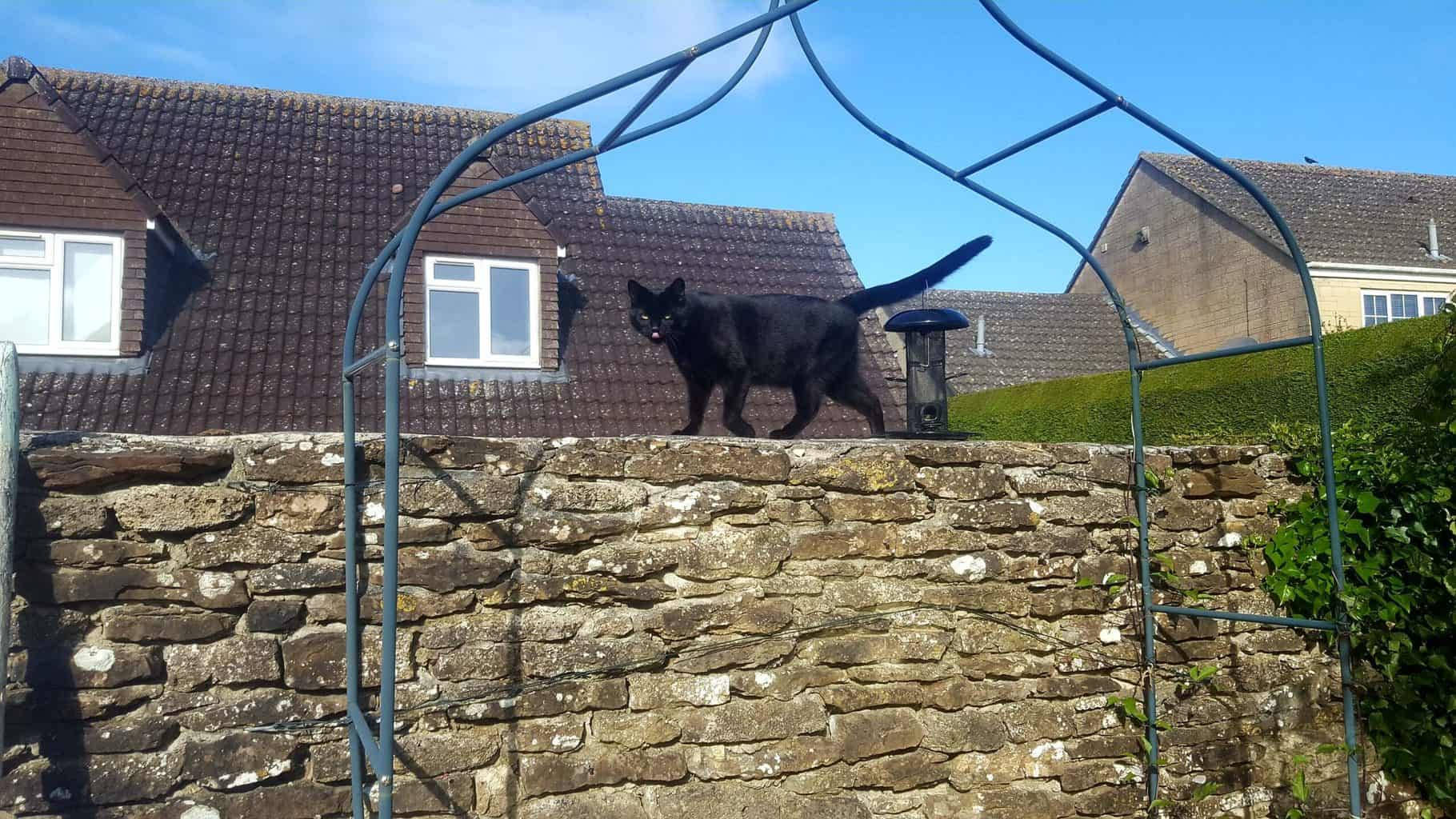 Gardening in May - May's garden blog Gardening-in-May-cat-on-wall