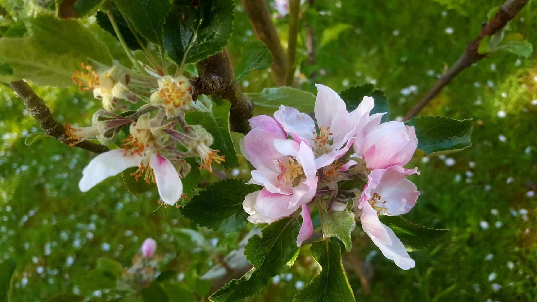 Gardening in May - May's garden blog Gardening-in-May-cherry-blossom