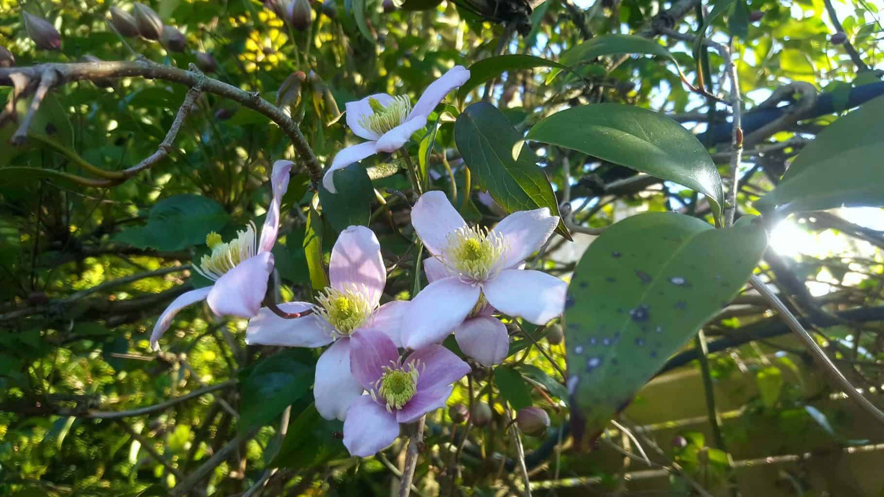 Gardening in May - May's garden blog Gardening-in-May-clematis-montana
