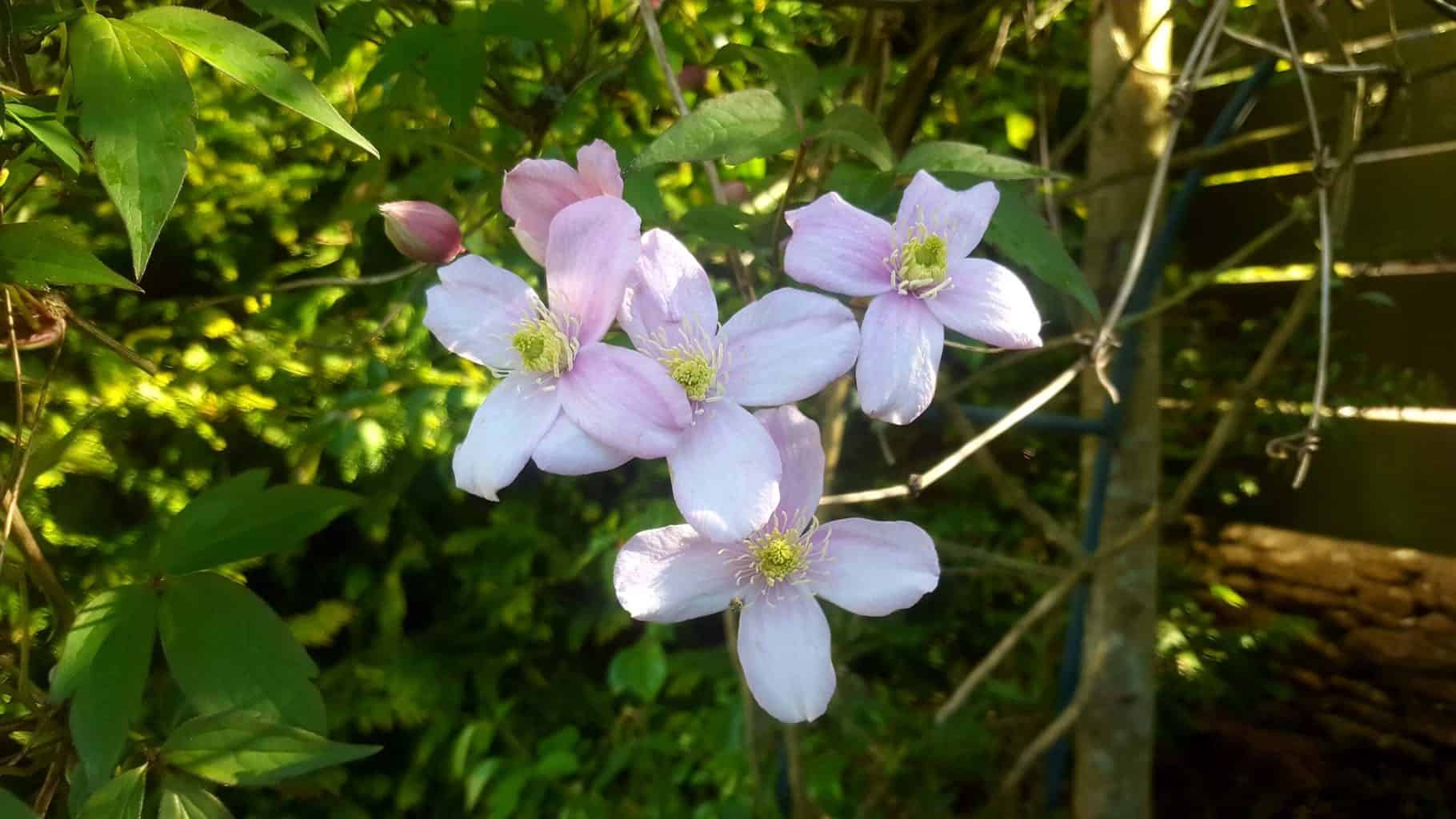 Gardening in May - May's garden blog Gardening-in-May-clematis-montana2