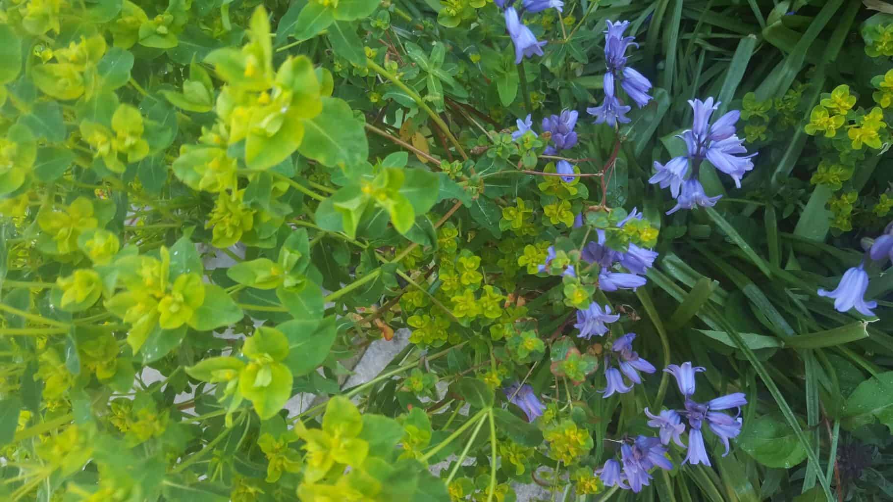 Gardening in May - May's garden blog Gardening-in-May-euphorbia-bluebells