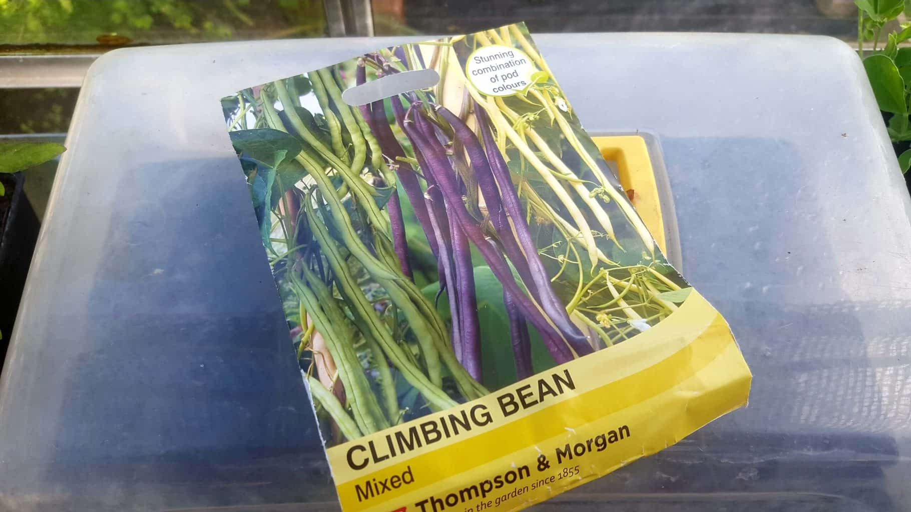 Gardening in May - May's garden blog Gardening-in-May-french-beans-seeds