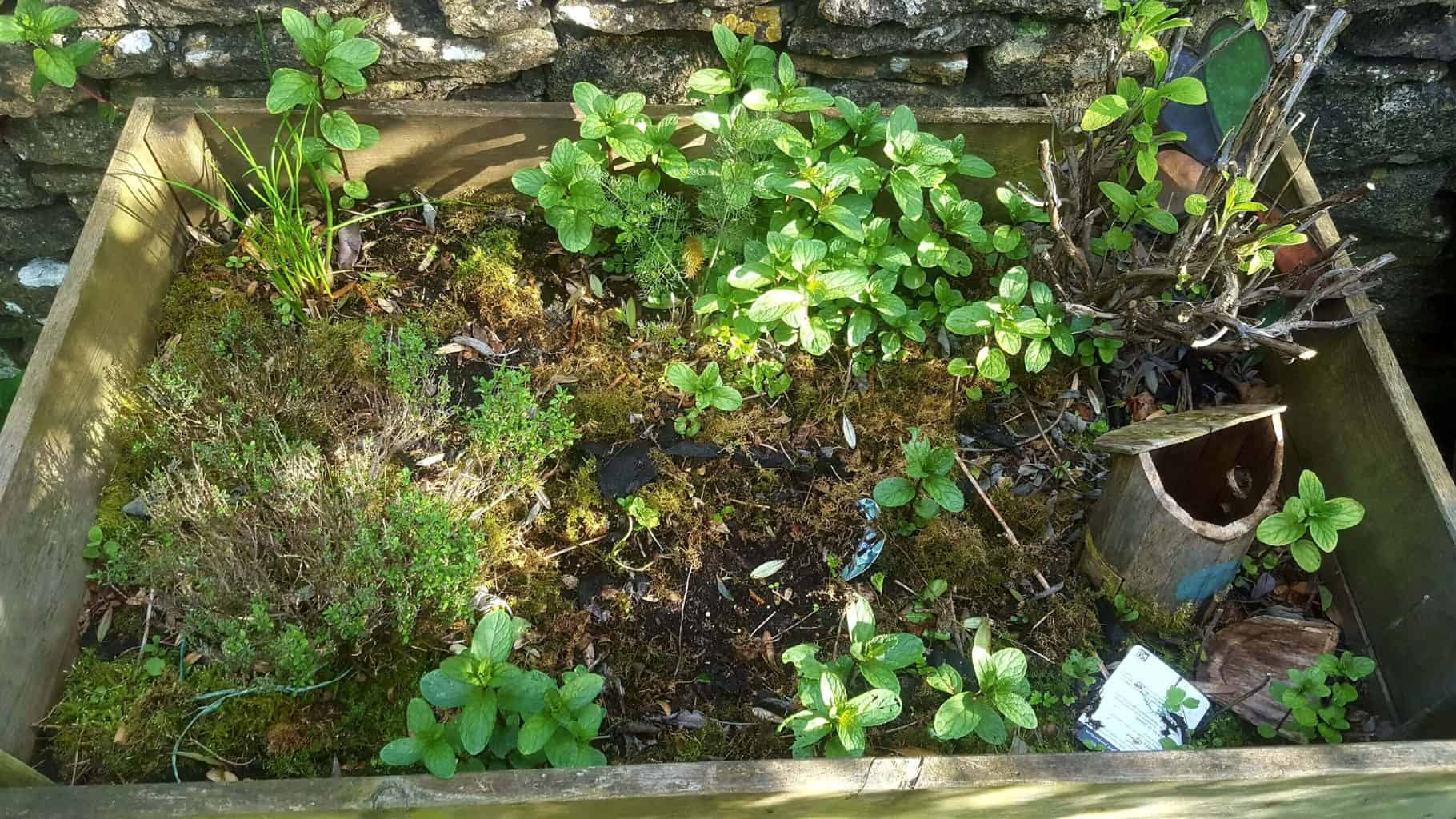 Gardening in May - May's garden blog Gardening-in-May-herb-bed