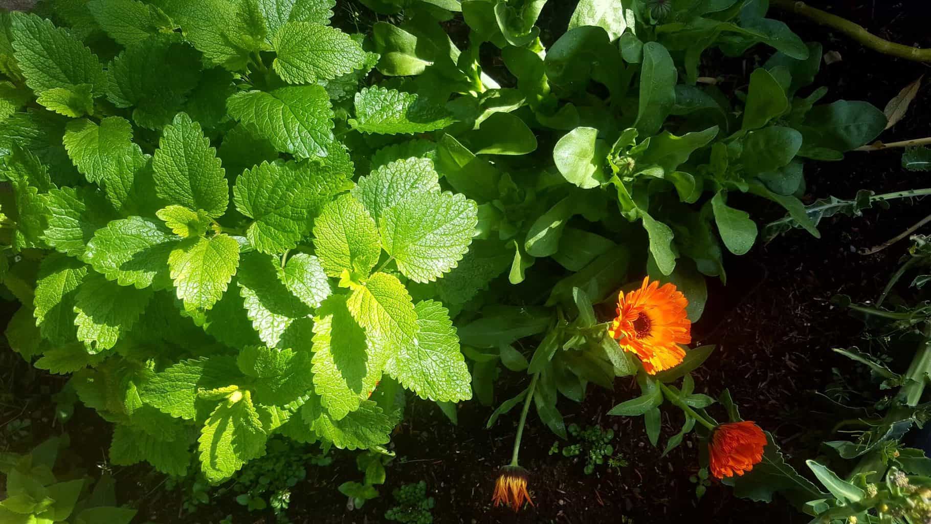 Gardening in May - May's garden blog Gardening-in-May-lemonbalm-calendula