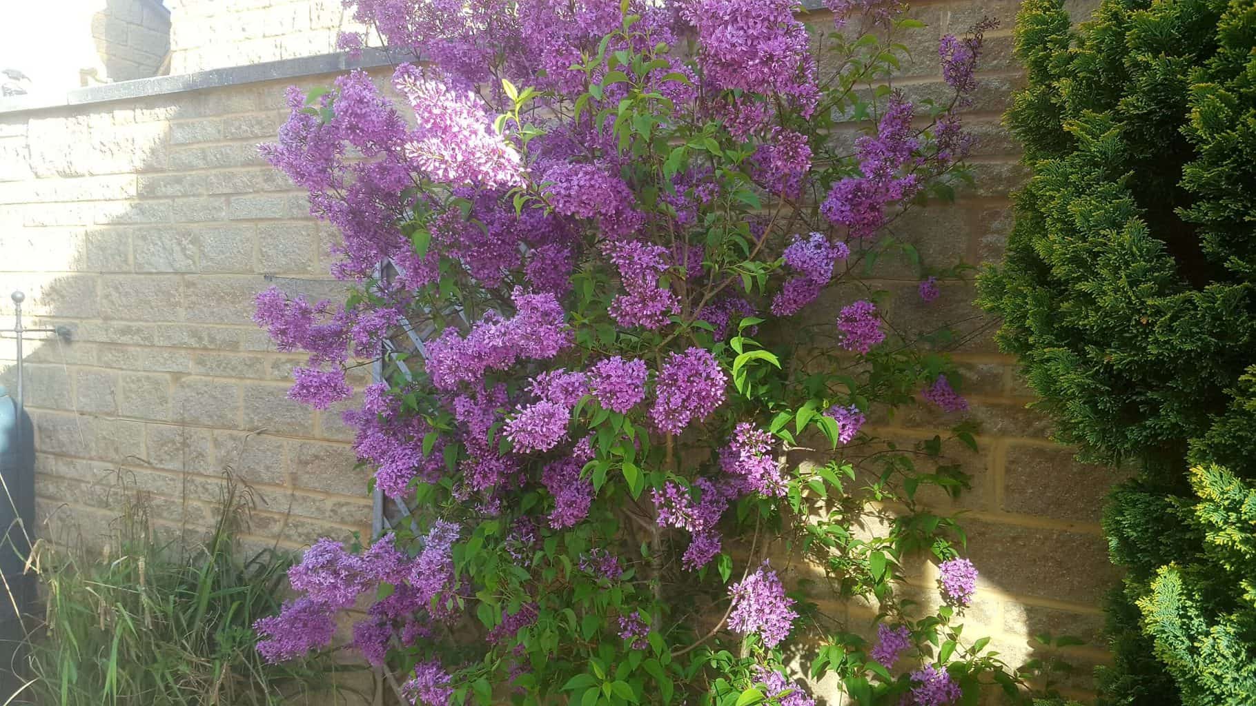 Gardening in May - May's garden blog Gardening in May lilac scaled