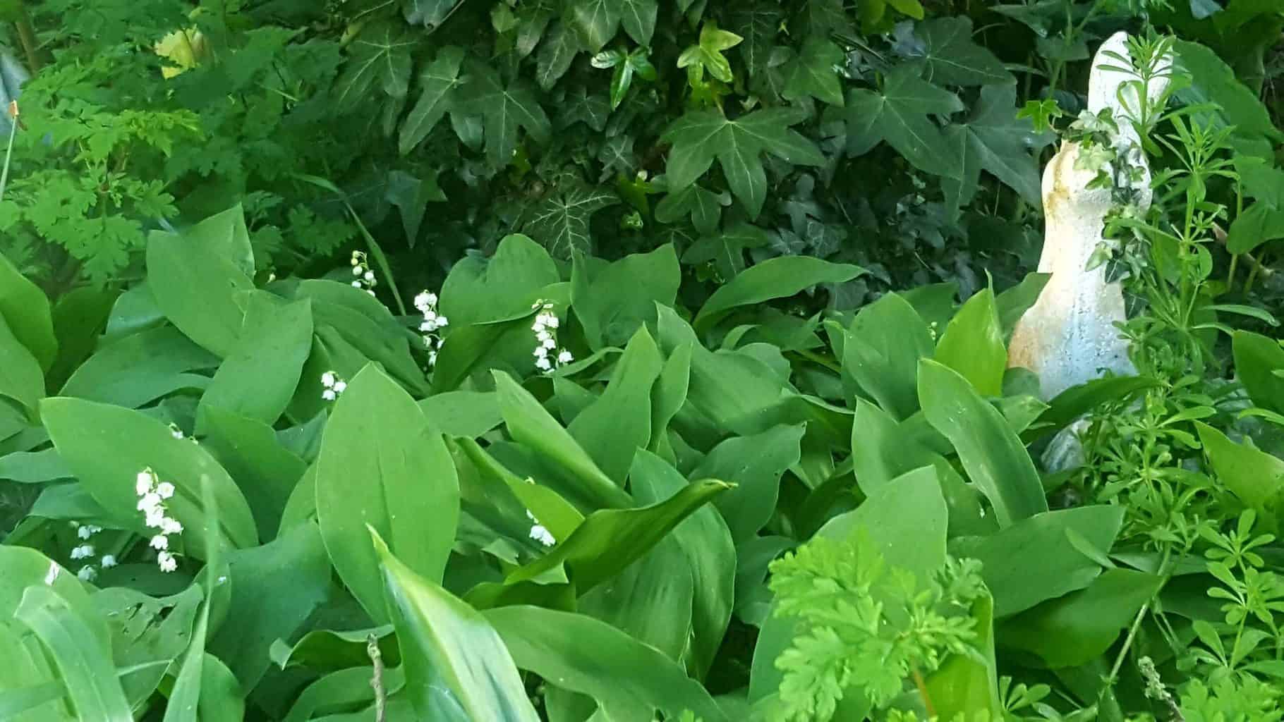 Gardening in May - May's garden blog Gardening-in-May-clematis-montana