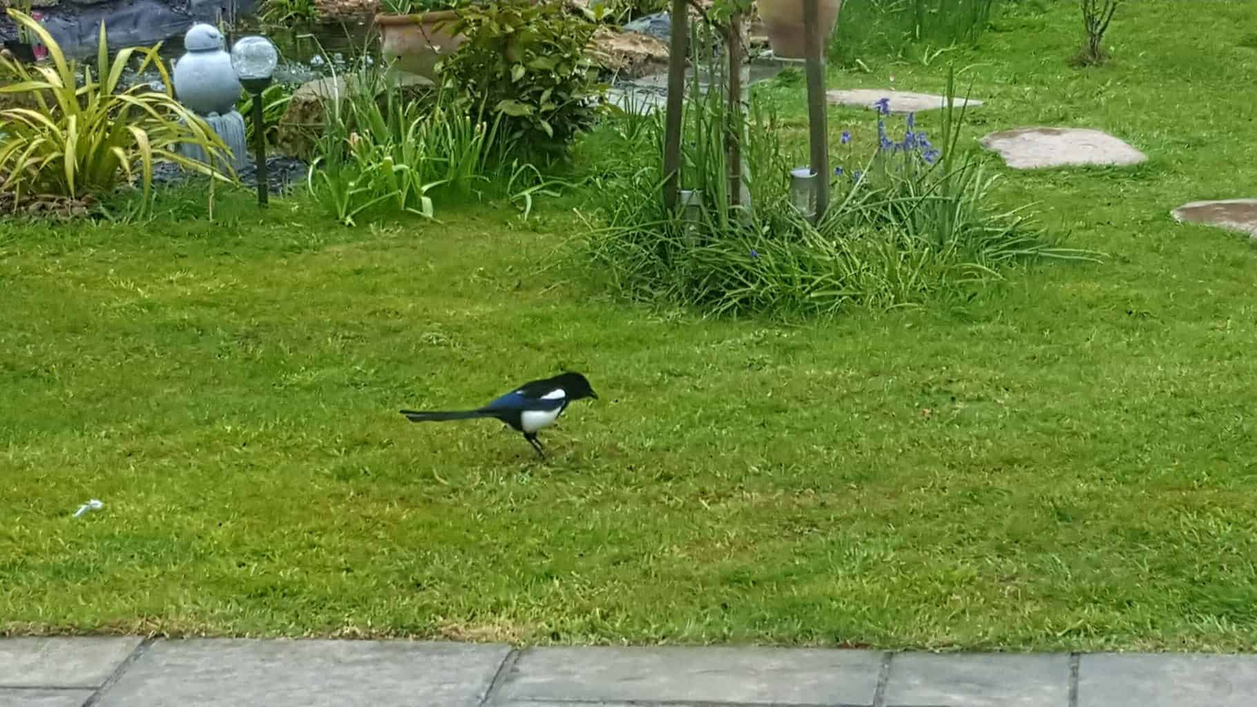 Gardening in May - May's garden blog Gardening-in-May-magpie