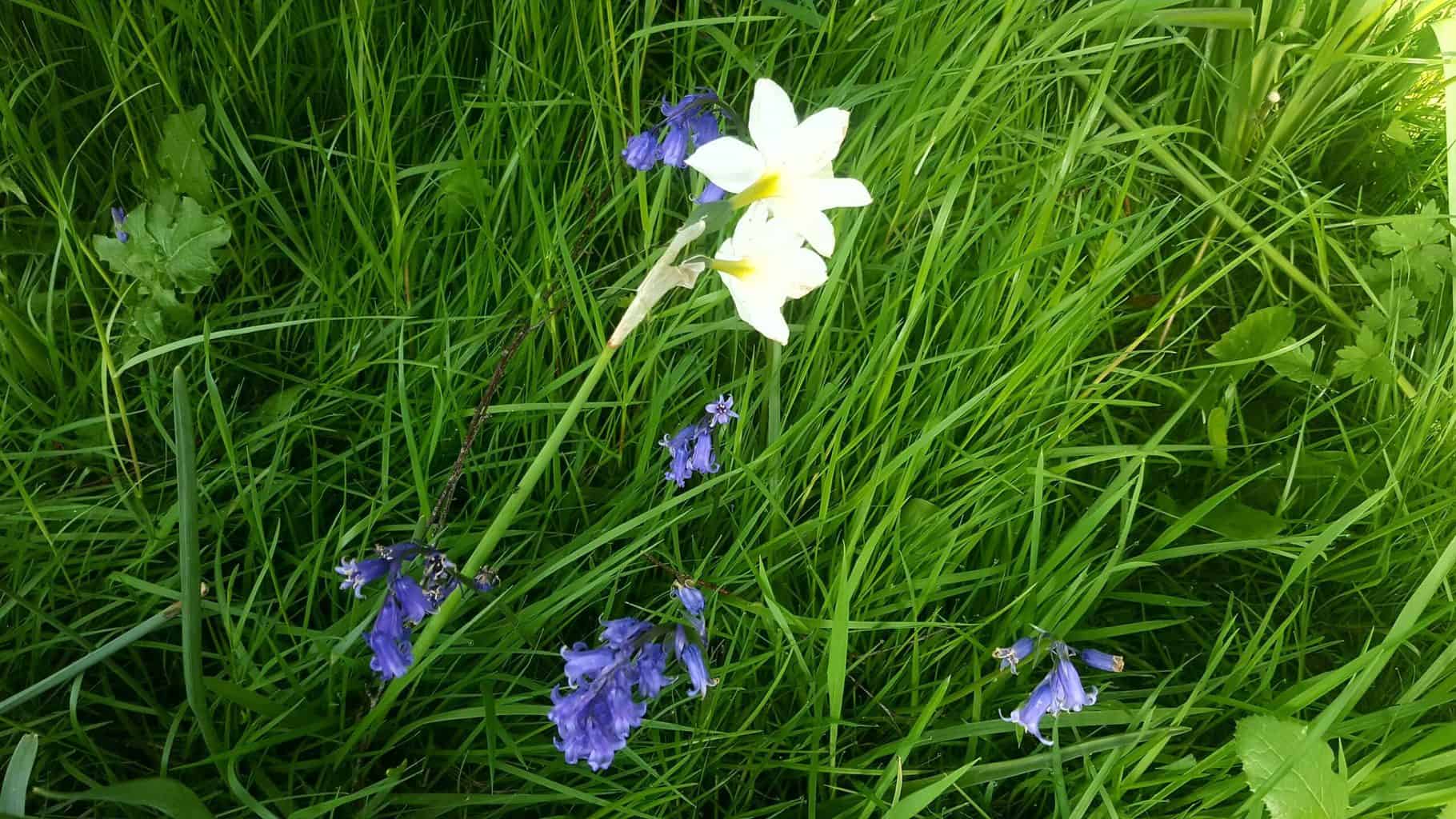 Gardening in May - May's garden blog Gardening-in-May-narcissi-bluebells