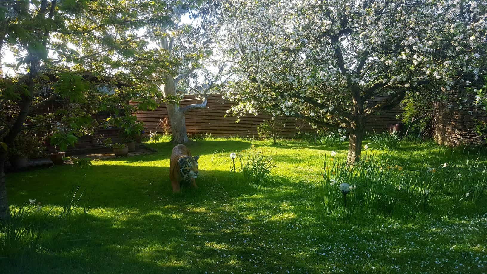 Gardening in May - May's garden blog Gardening-in-May-orchard