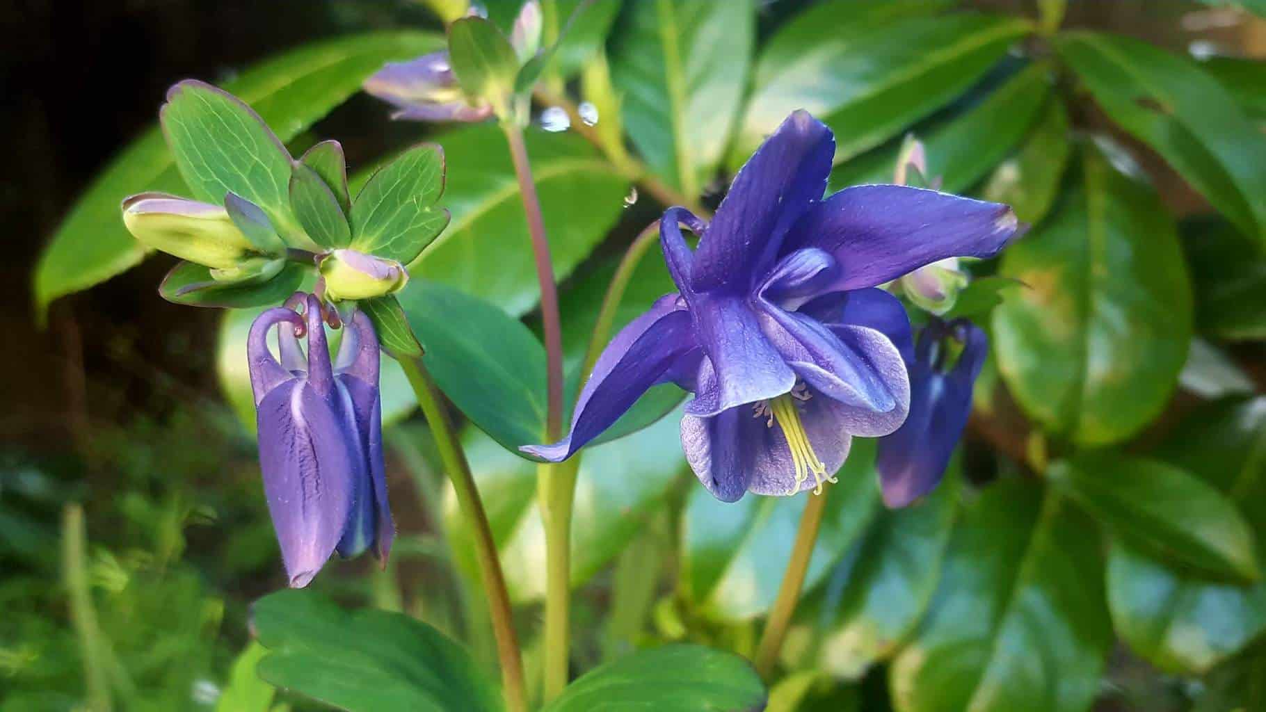Gardening in May - May's garden blog Gardening-in-May-purple-aquilegia