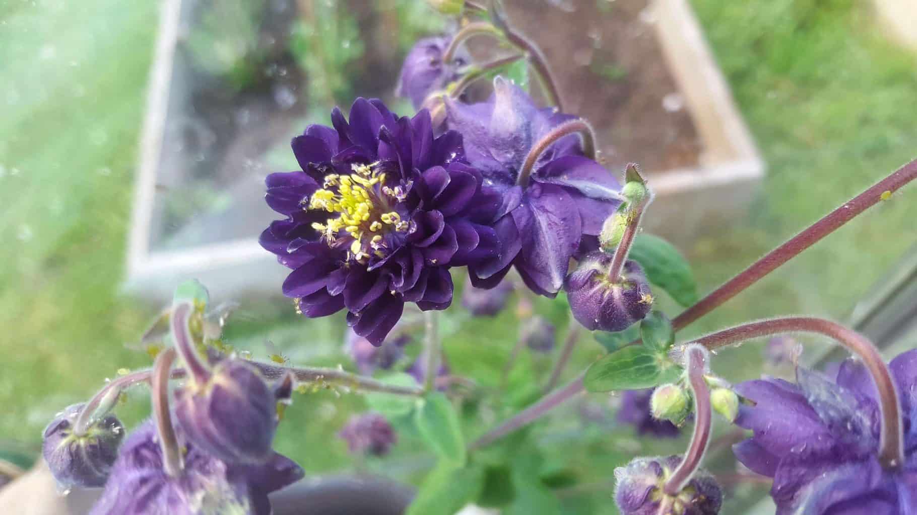 Gardening in May - May's garden blog Gardening-in-May-purple-aquilegia3