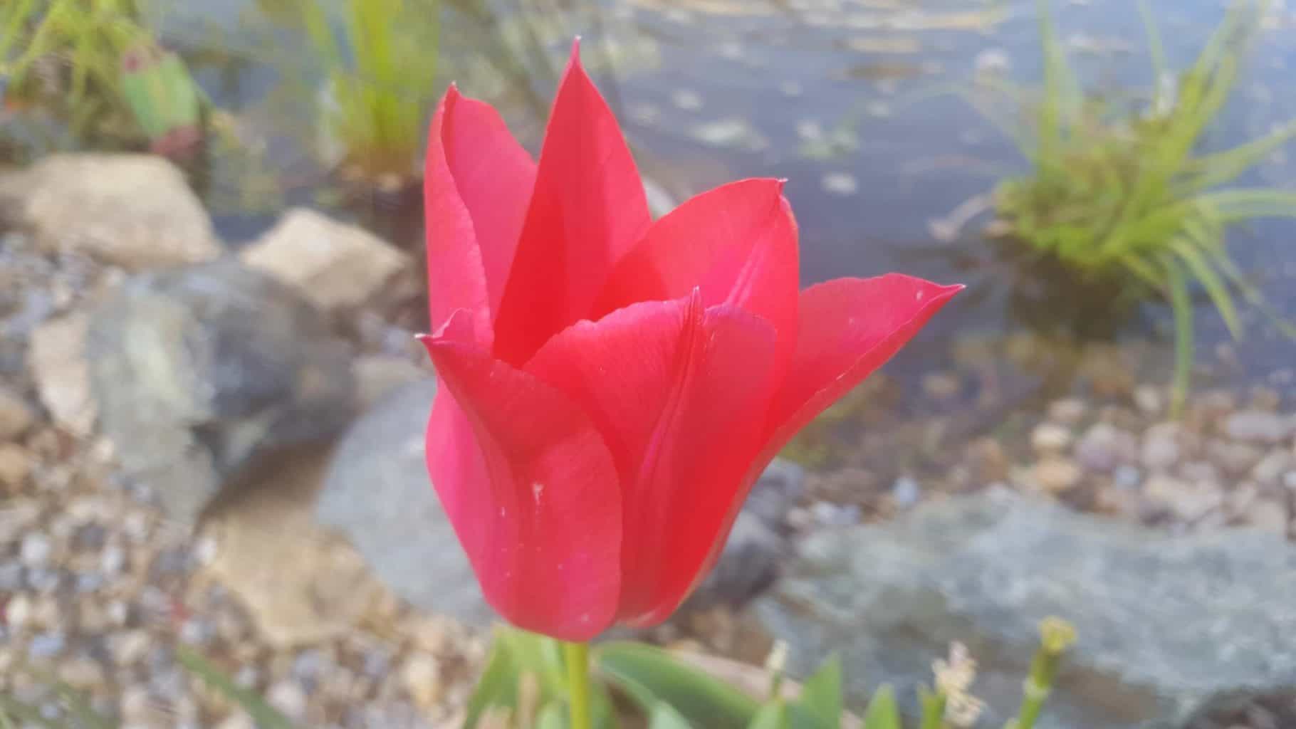 Gardening in May - May's garden blog Gardening-in-May-red-tulip