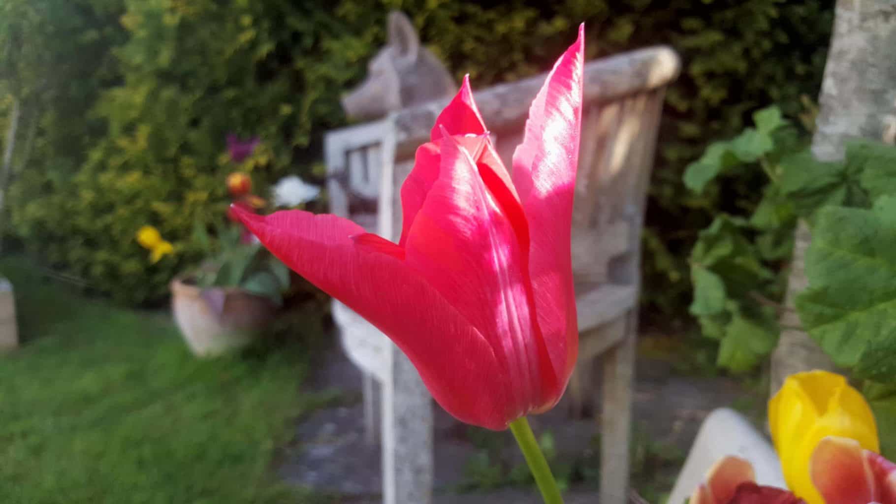 Gardening in May - May's garden blog Gardening-in-May-red-tulip2