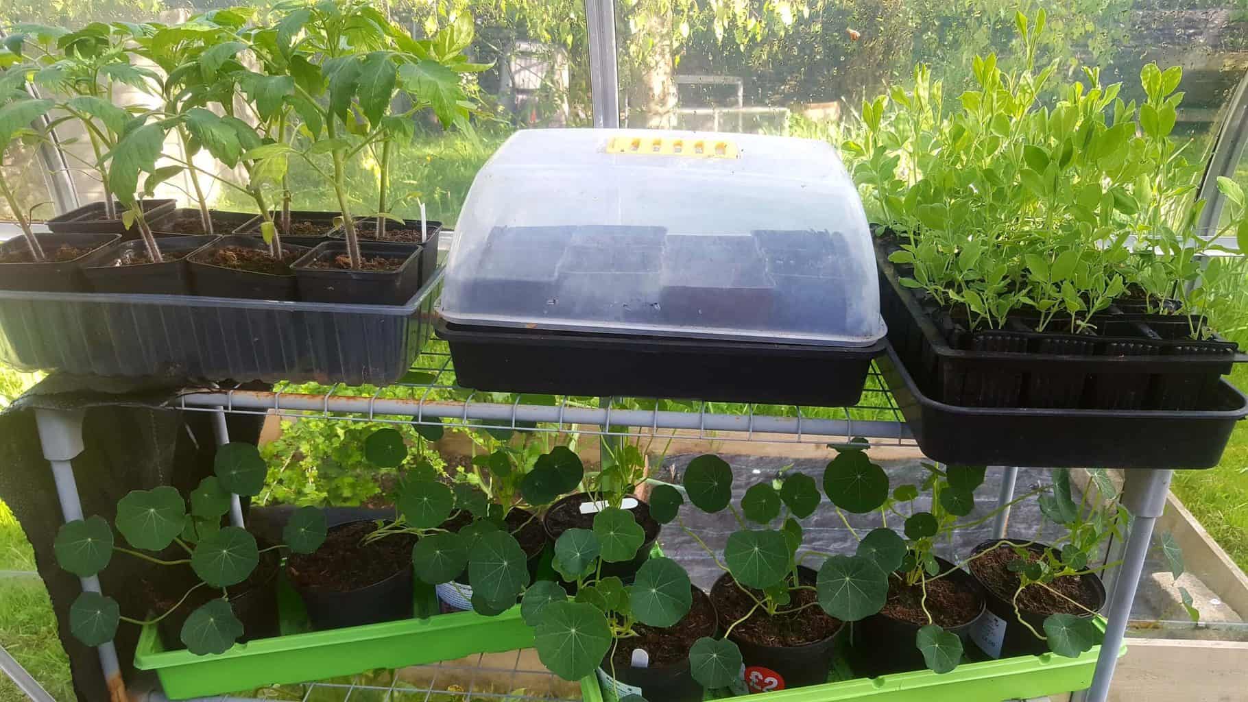 Gardening in May - May's garden blog Gardening-in-May-seedlings01