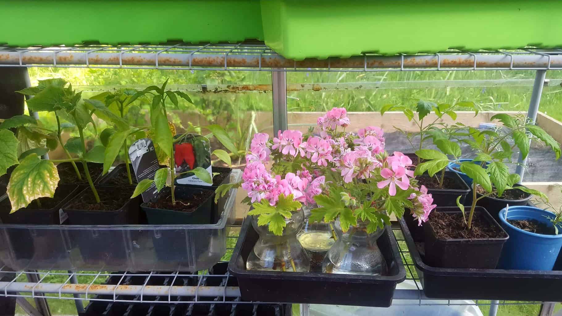 Gardening in May - May's garden blog Gardening-in-May-seedlings02