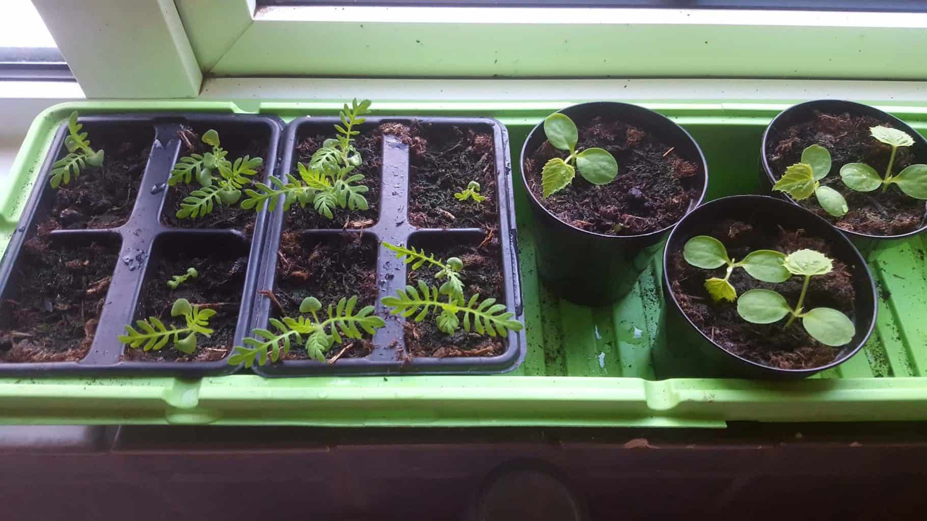 Gardening in May - May's garden blog Gardening-in-May-seedlings lavender and cucamelon