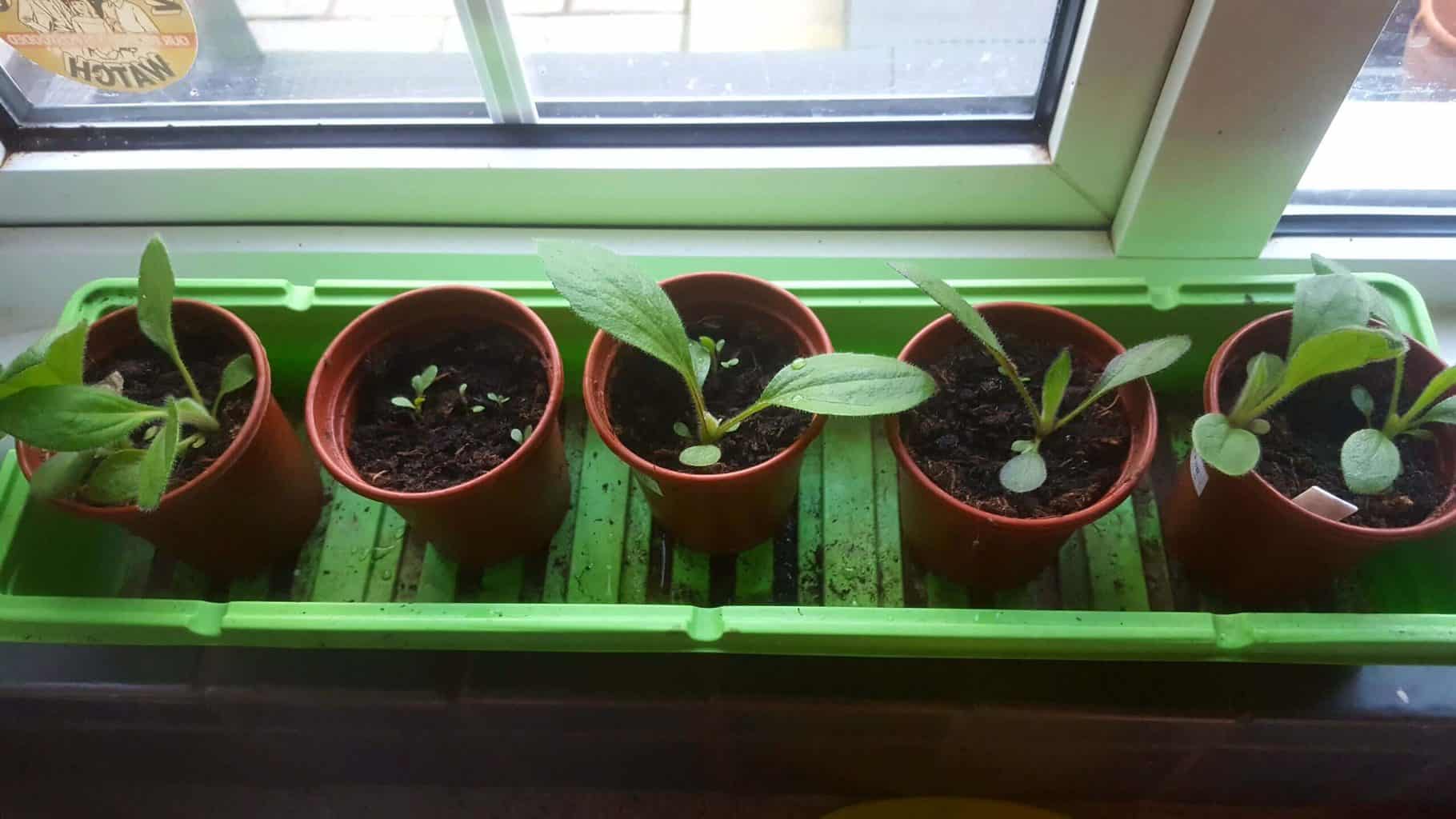 Gardening in May - May's garden blog Gardening-in-May-seedlings rudbeckia