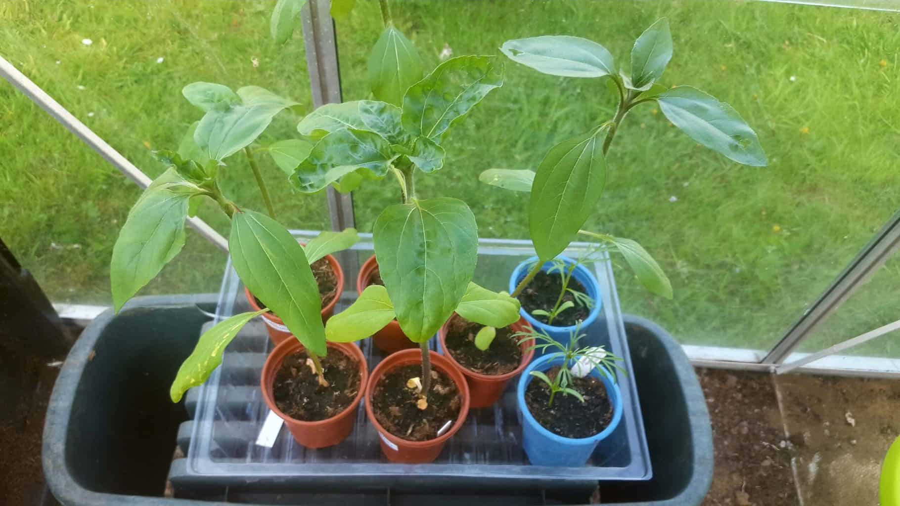 Gardening in May - May's garden blog Gardening-in-May-sunflower-seedlings