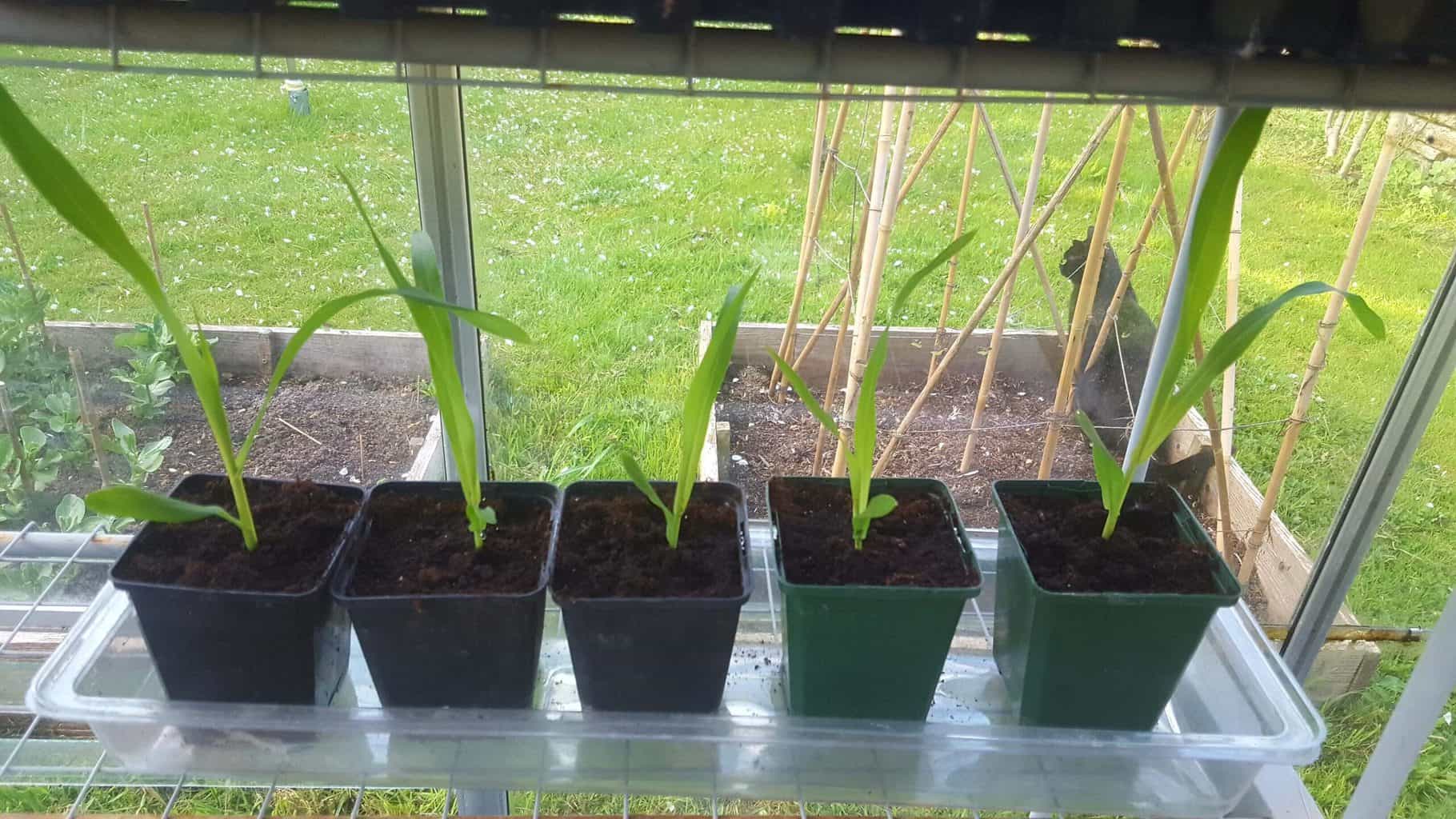 Gardening in May - May's garden blog Gardening-in-May-sweetcorn-seedlings