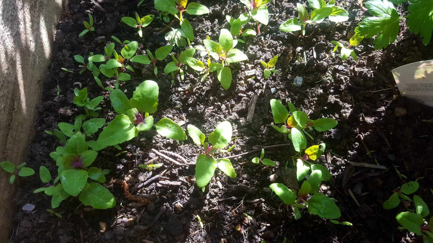 Gardening in May - May's garden blog Gardening-in-May-lilac
