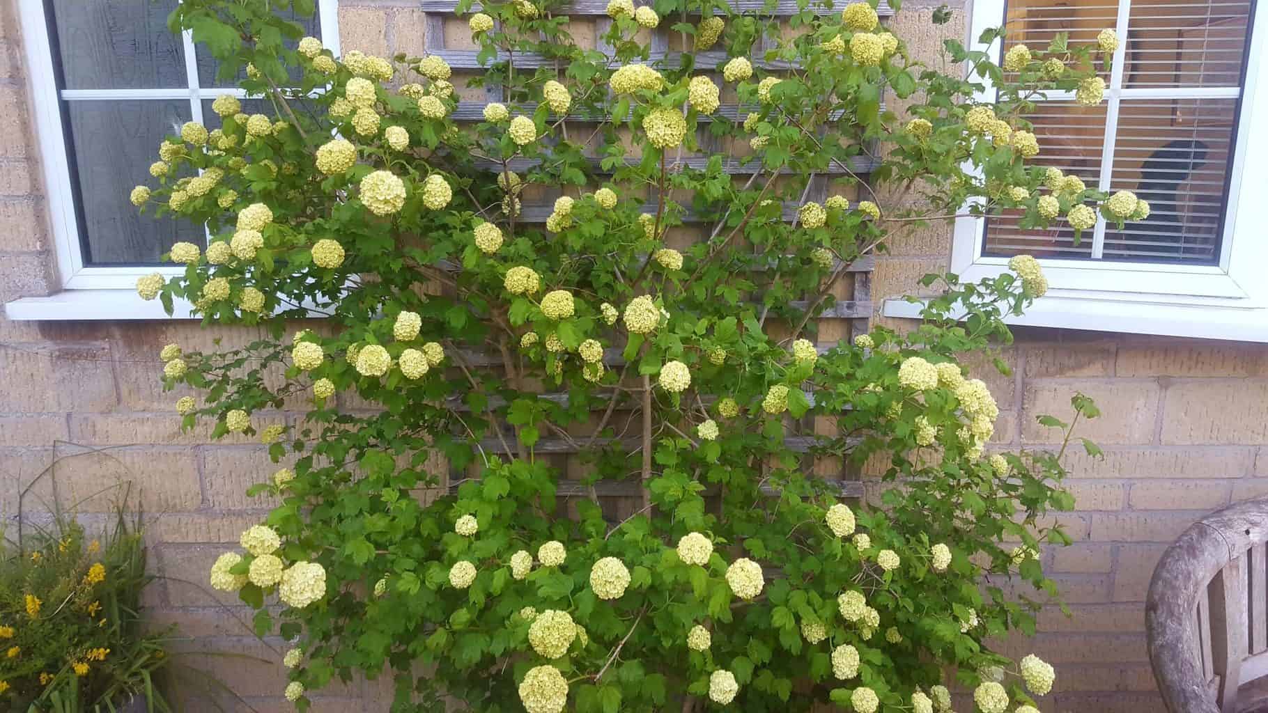 Gardening in May - May's garden blog Gardening-in-May-viburnum-opuleum