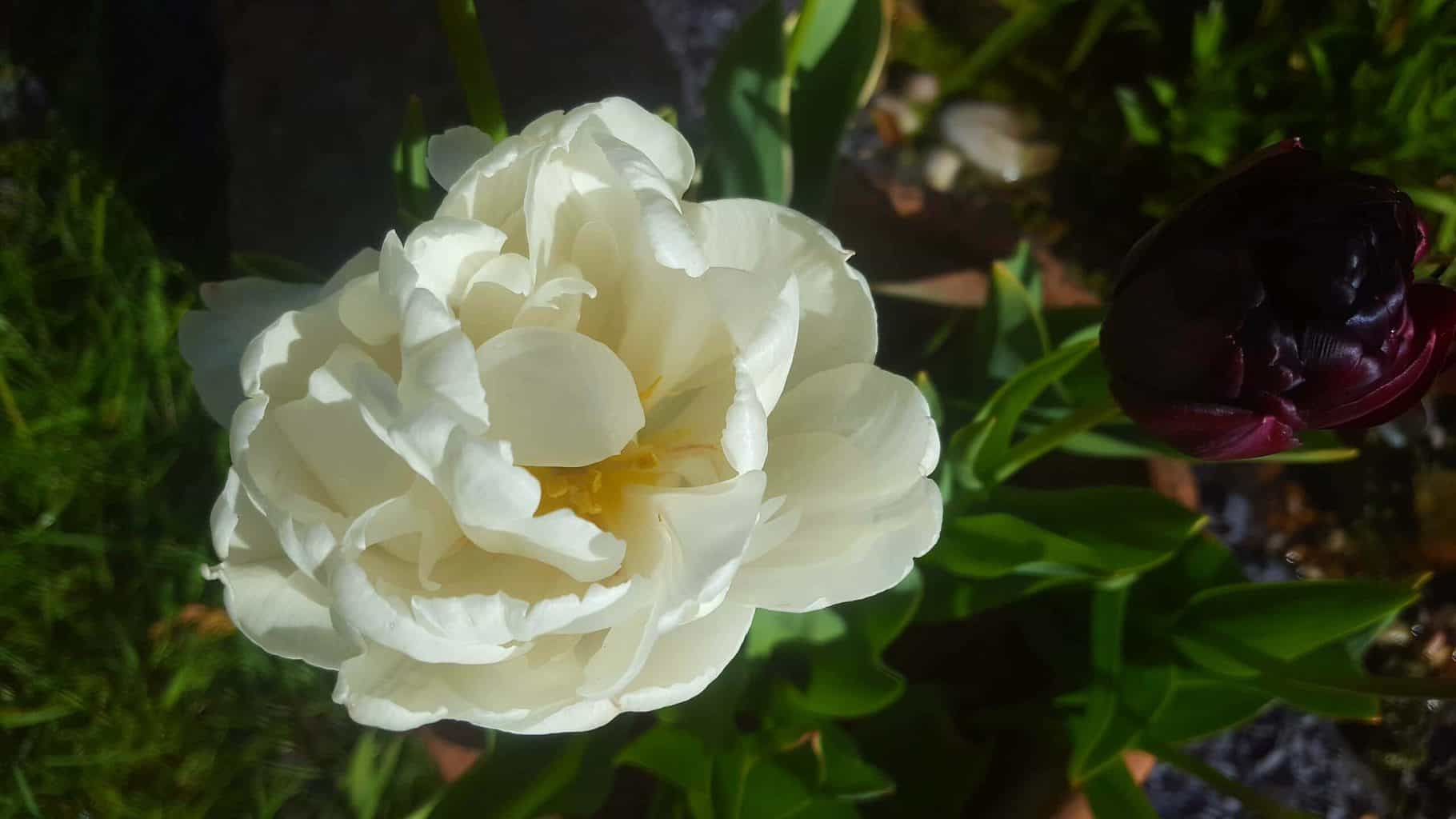 Gardening in May - May's garden blog Gardening-in-May-white-tulip
