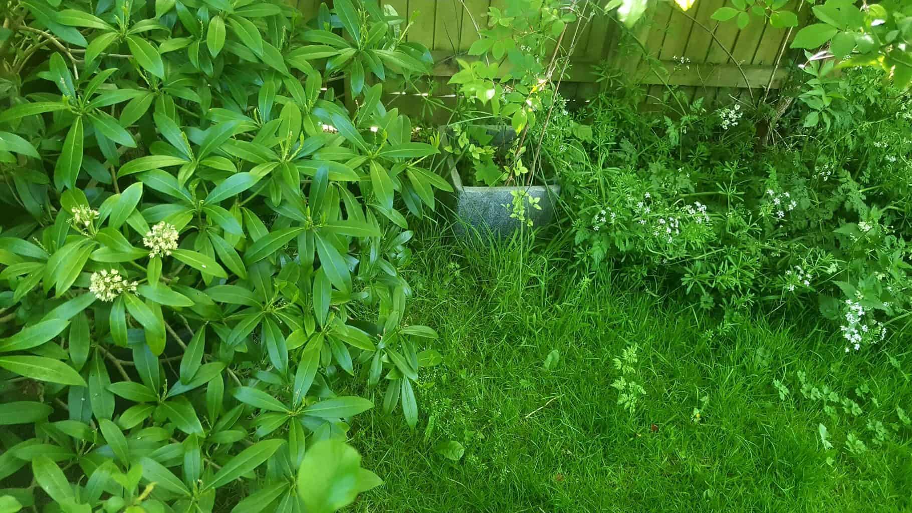 Gardening in May - May's garden blog Gardening-in-May-wild-corner