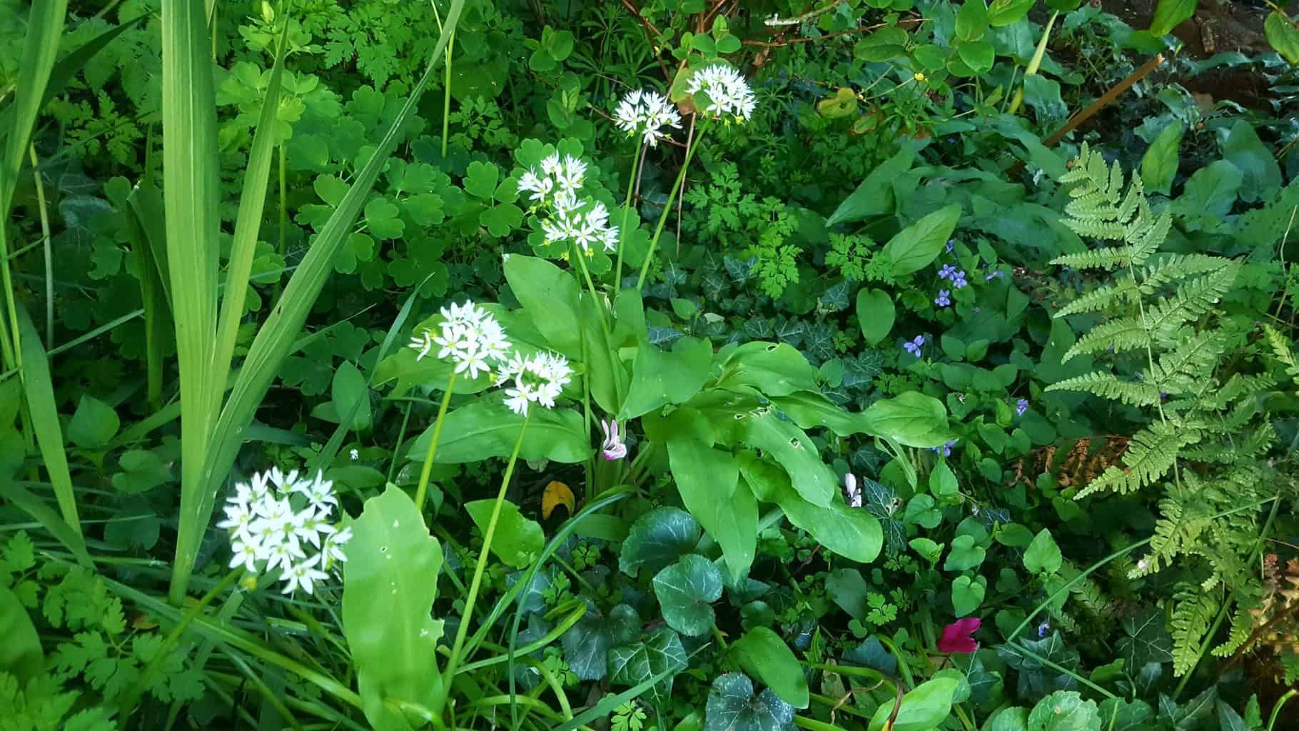 Gardening in May - May's garden blog Gardening-in-May-wild-garlic