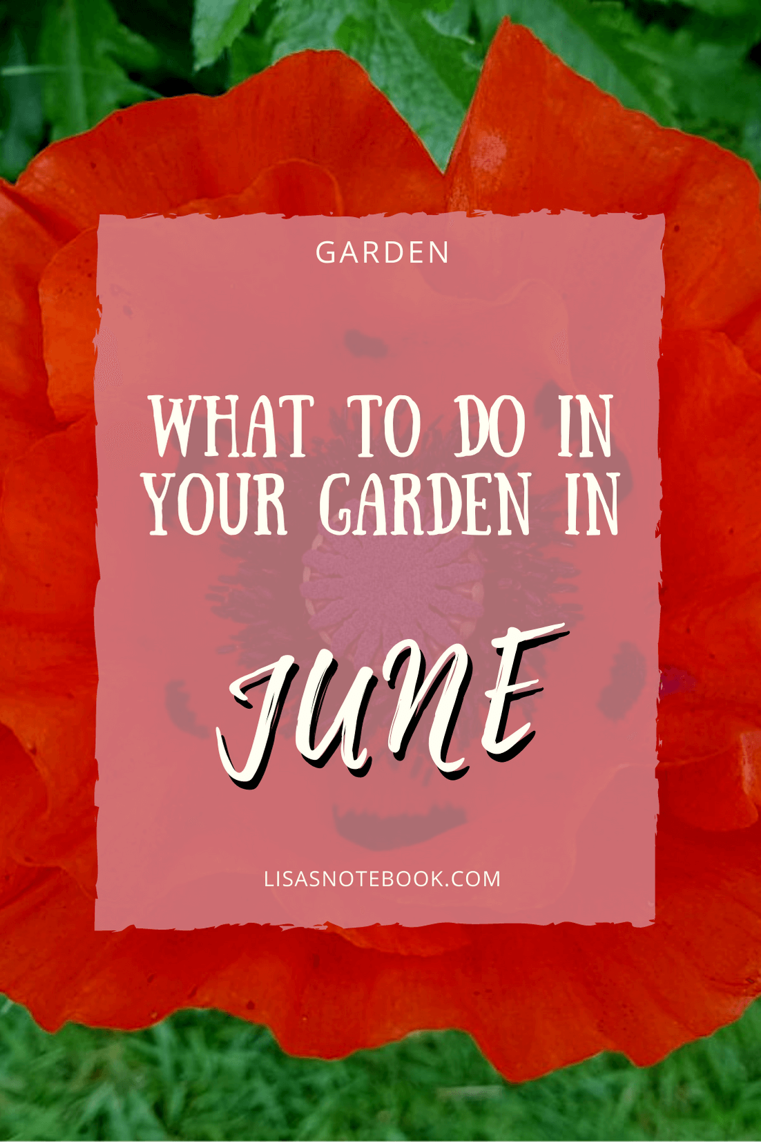 Gardening in June – June’s garden blog Gardening-in-June-red-poppy