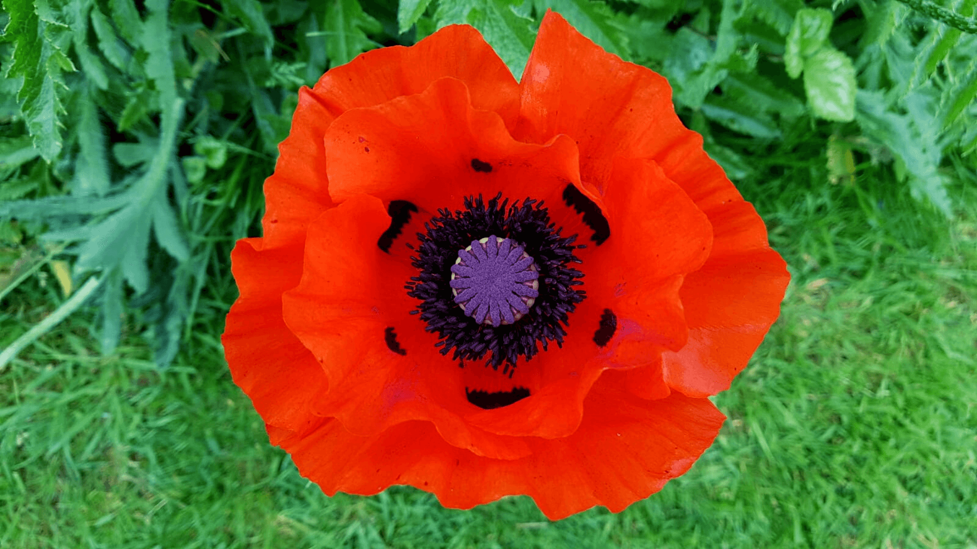 Gardening in June – June’s garden blog Gardening-in-June-red-poppy