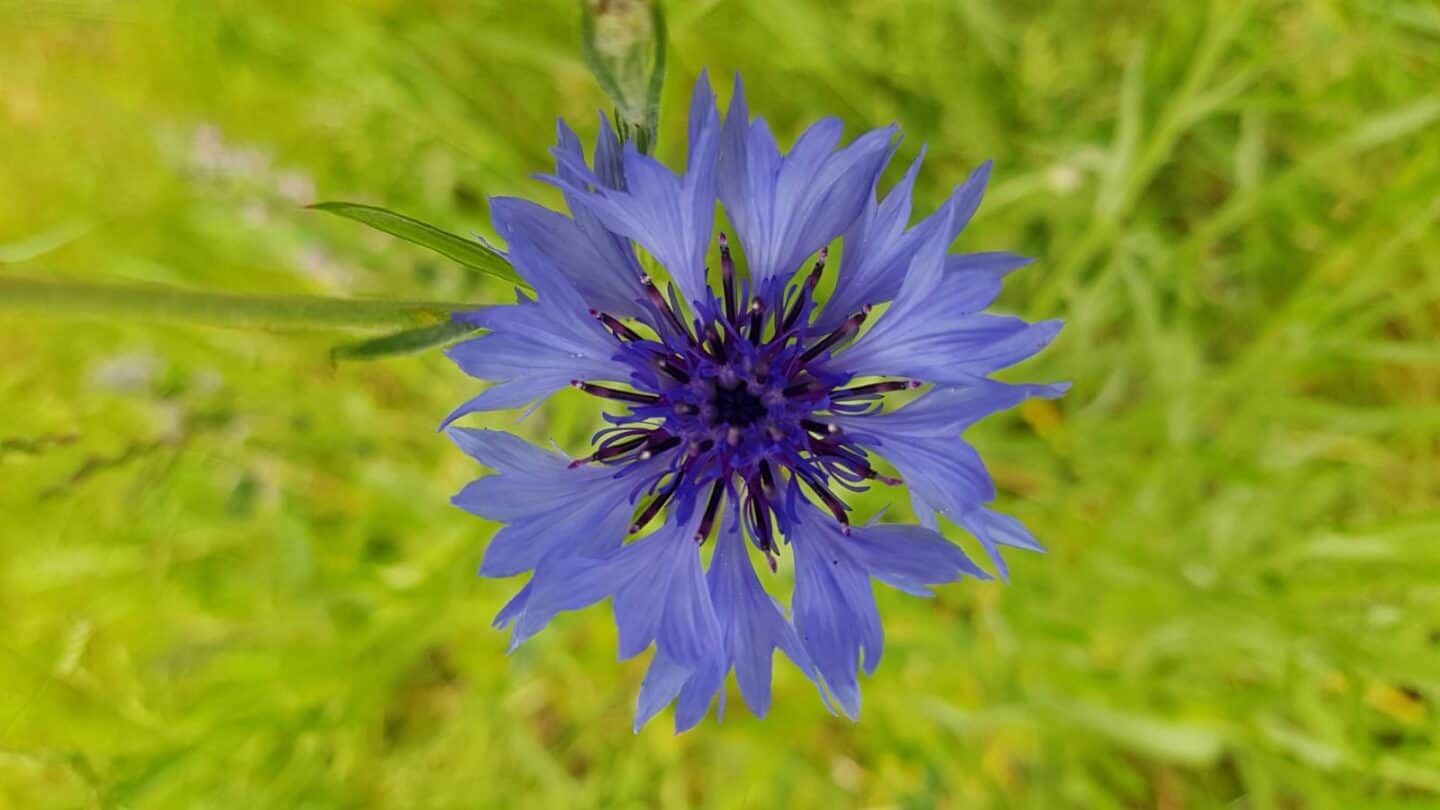 Gardening in June – June’s garden blog Gardening-in-June-blue-cornflower