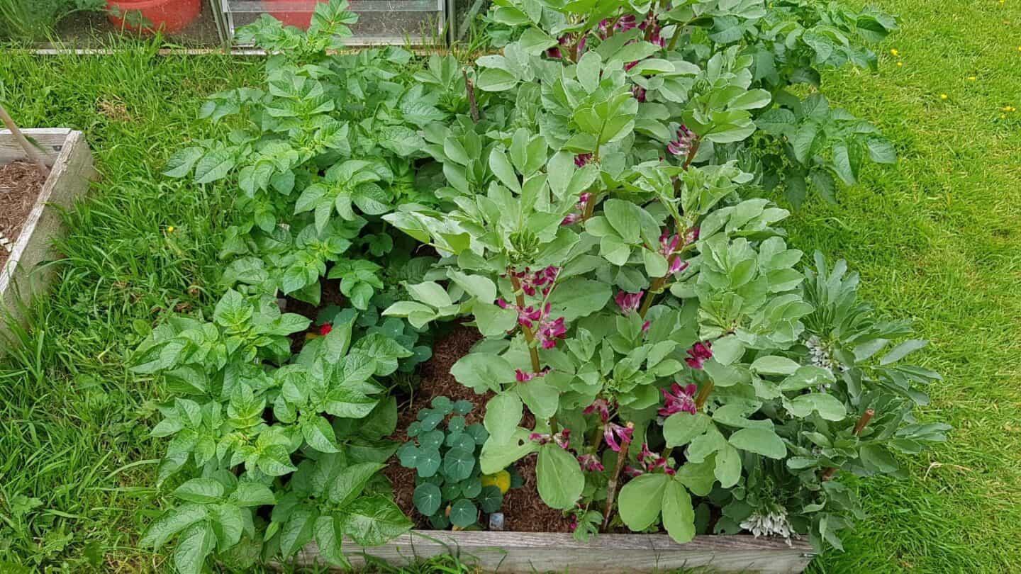 Gardening in June – June’s garden blog Gardening-in-June-broad-beans-potatoes
