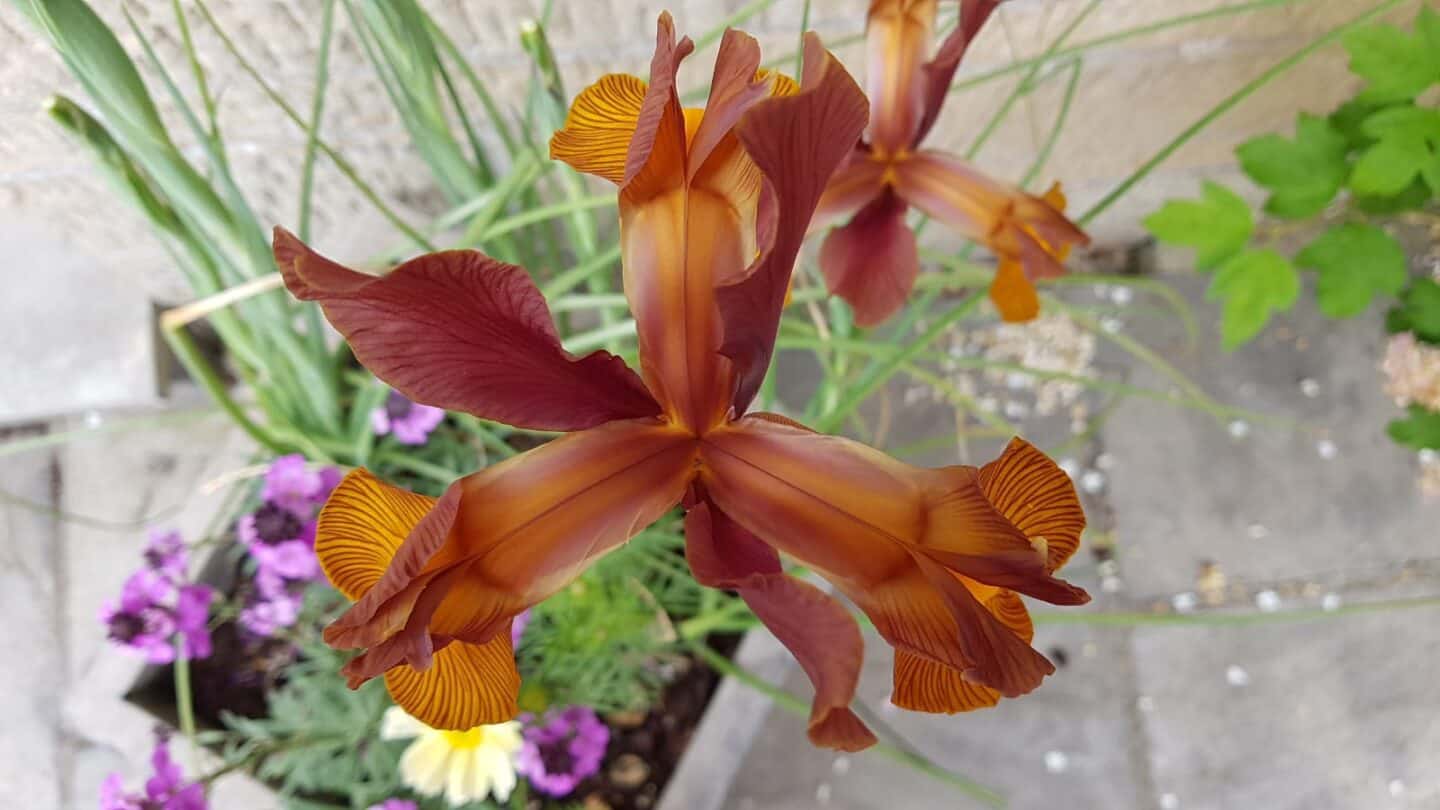 Gardening in June – June’s garden blog Gardening-in-June-bronze-iris