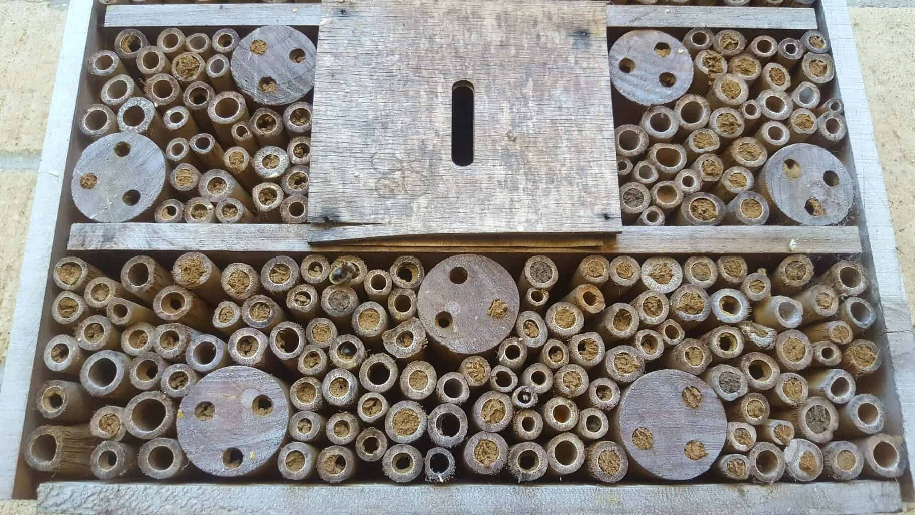 Gardening in June – June’s garden blog Gardening-in-June-bug-hotel-for-bees