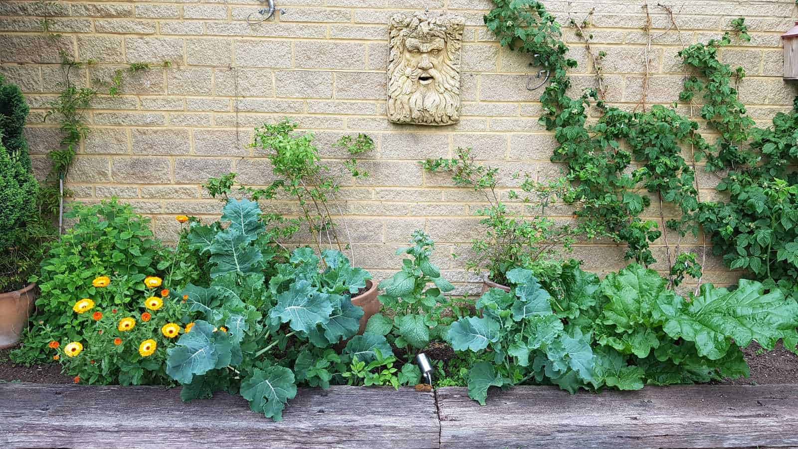 Gardening in June – June’s garden blog Gardening-in-June-calendulas-broccoli-raspberries-rhubarb