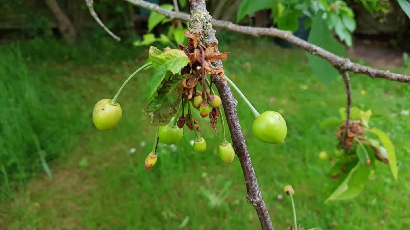 Gardening in June – June’s garden blog Gardening-in-June-cherries