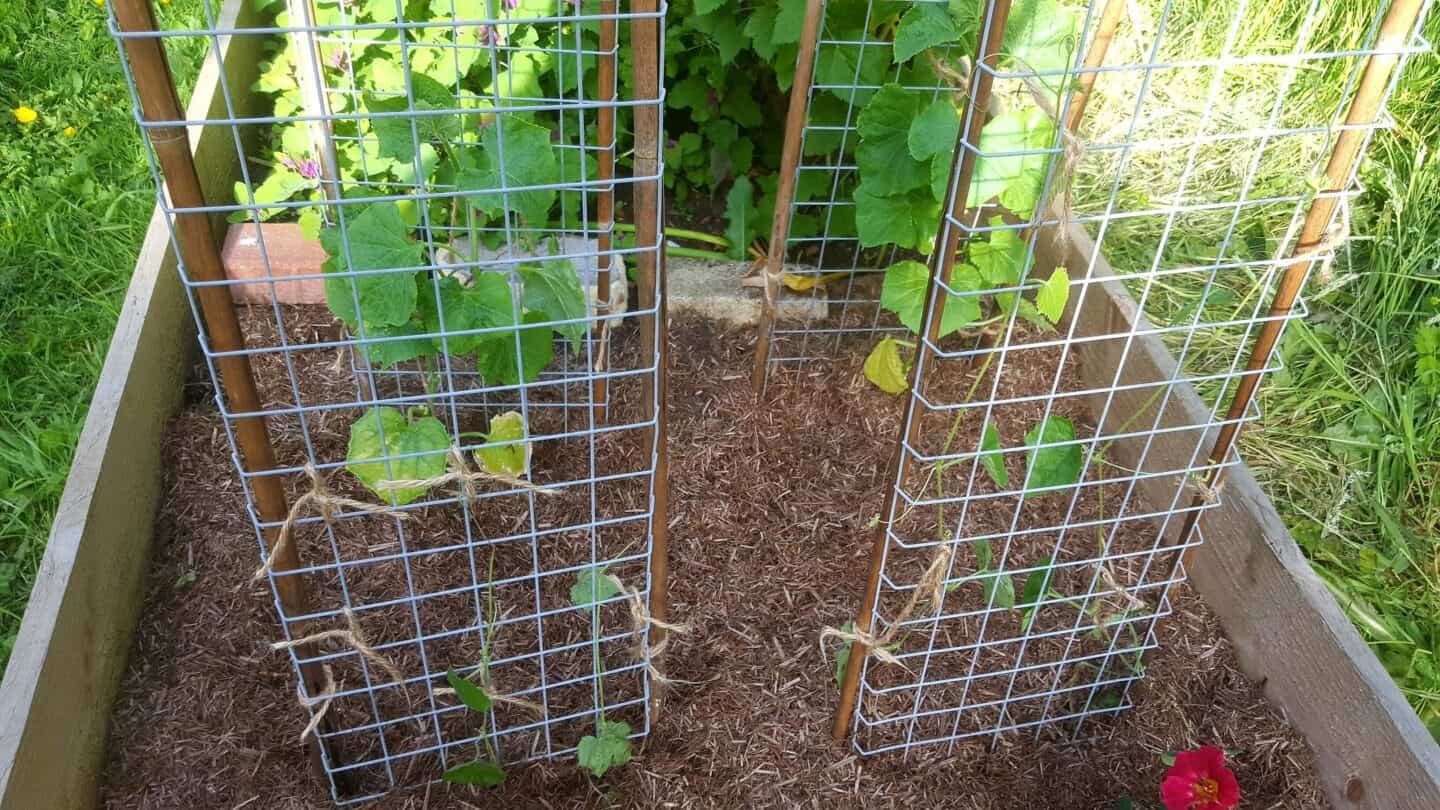 Gardening in June – June’s garden blog Gardening-in-June-cucumbers-cucamelons