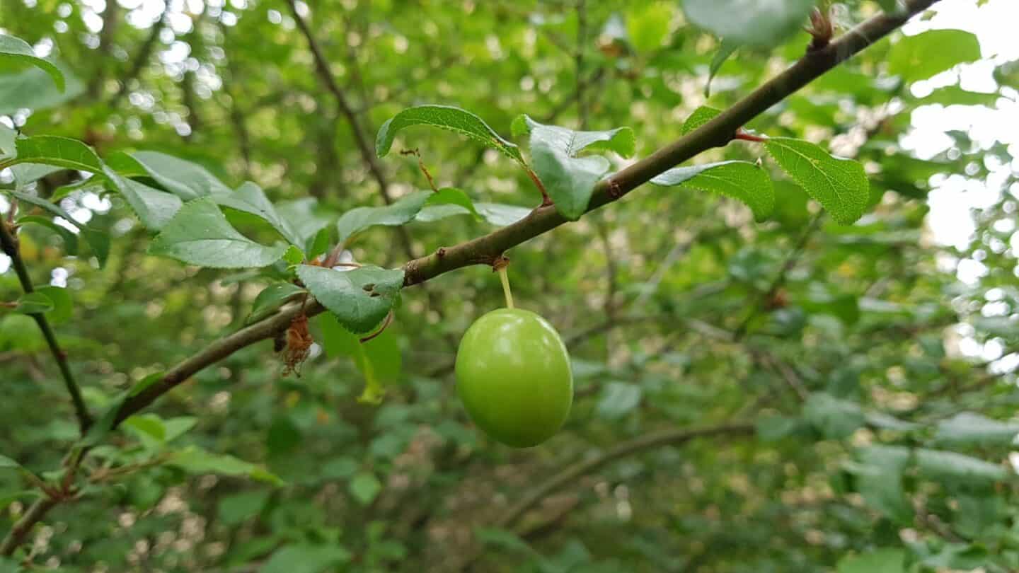 Gardening in June – June’s garden blog Gardening-in-June-damsons