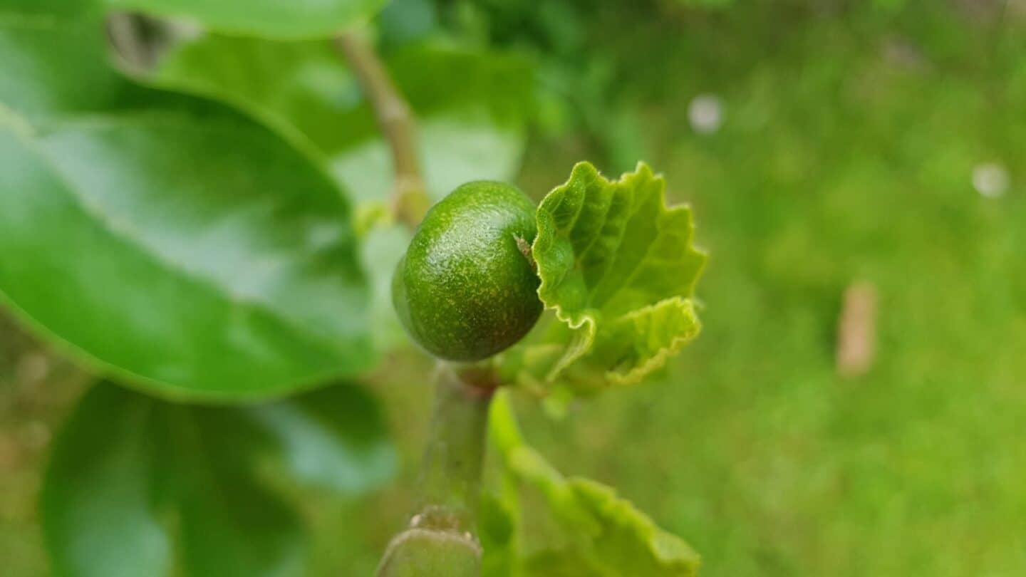 Gardening in June – June’s garden blog Gardening-in-June-figs