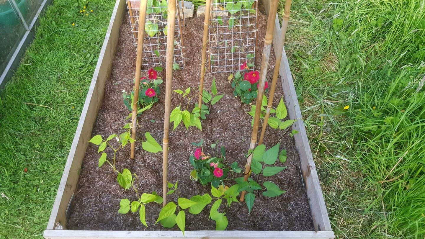 Gardening in June – June’s garden blog Gardening-in-June-french-beans-nasturtiums